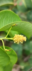 Maprounea