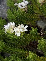Veronica hookeri