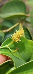 Maprounea