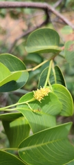 Maprounea