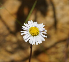 Allittia uliginosa
