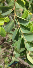 Maprounea