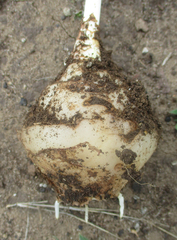 Drimiopsis