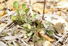 Allittia uliginosa