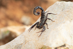 Hottentotta gentili