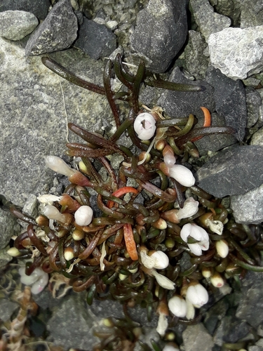 Image of Montia Calycina (Montia calycina) by (c) naturewatchwidow, some rights reserved (CC BY)