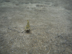 Amphilius uranoscopus