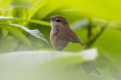 Helopsaltes amnicola