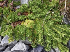 Veronica macrocalyx macrocalyx