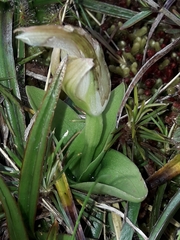 Pterostylis venosa