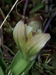 Pterostylis venosa