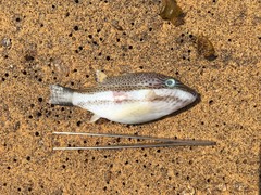 Canthigaster callisterna