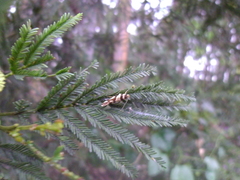 Macrobathra desmotoma