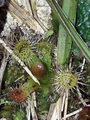 Drosera stenopetala