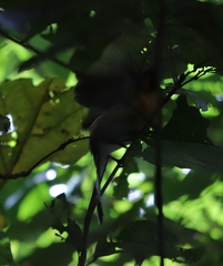 Symposiachrus trivirgatus