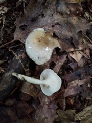 Hygrophorus occidentalis