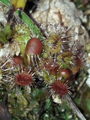 Drosera stenopetala