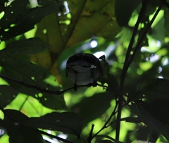 Symposiachrus trivirgatus
