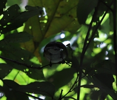 Symposiachrus trivirgatus