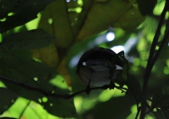 Symposiachrus trivirgatus