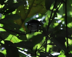 Symposiachrus trivirgatus
