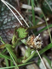 Abrotanella linearis
