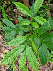 Polyscias diversifolia