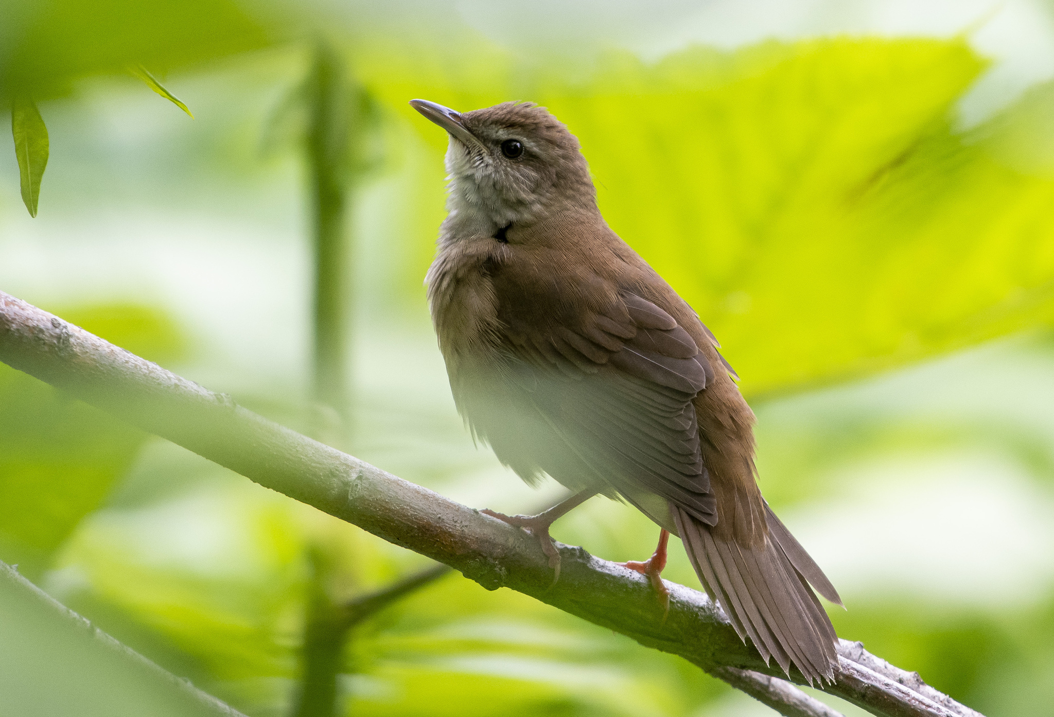 Sakhalin Grasshopper Warbler illustration