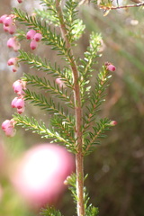 Erica gracilis