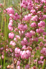 Erica gracilis