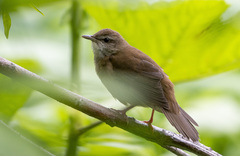 Helopsaltes amnicola