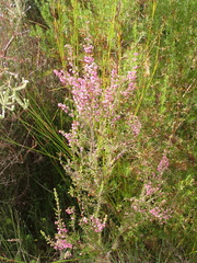 Erica gracilis