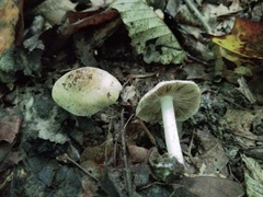 Inocybe dulciolens