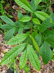 Polyscias diversifolia