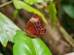 Abisara saturata