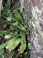 Notogrammitis givenii