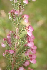 Erica gracilis