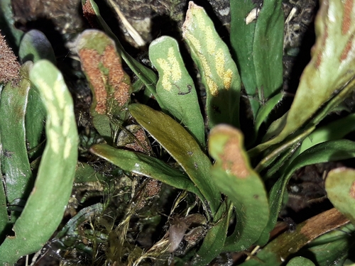 Image of Notogrammitis givenii by (c) naturewatchwidow, some rights reserved (CC BY)