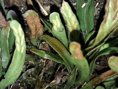 Notogrammitis givenii