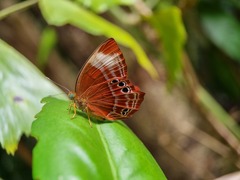 Abisara saturata