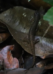 Saproscincus basiliscus