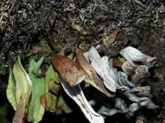 Notogrammitis givenii