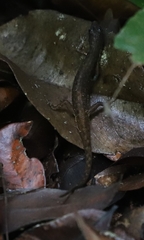 Saproscincus basiliscus