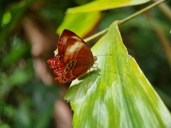 Abisara saturata