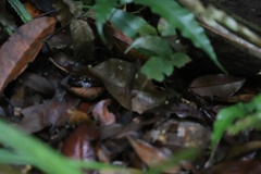 Saproscincus basiliscus