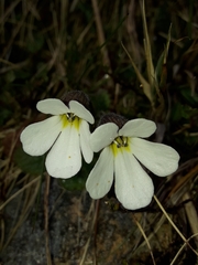 Ourisia
