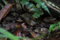 Saproscincus basiliscus