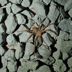 Heteropoda jugulans