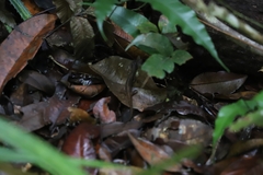 Saproscincus basiliscus