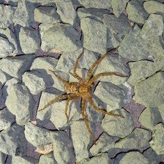 Heteropoda jugulans